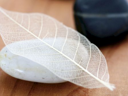 A close-up of a thin leaf, showing delicate vein patterns and a long white stem lying on a surface.