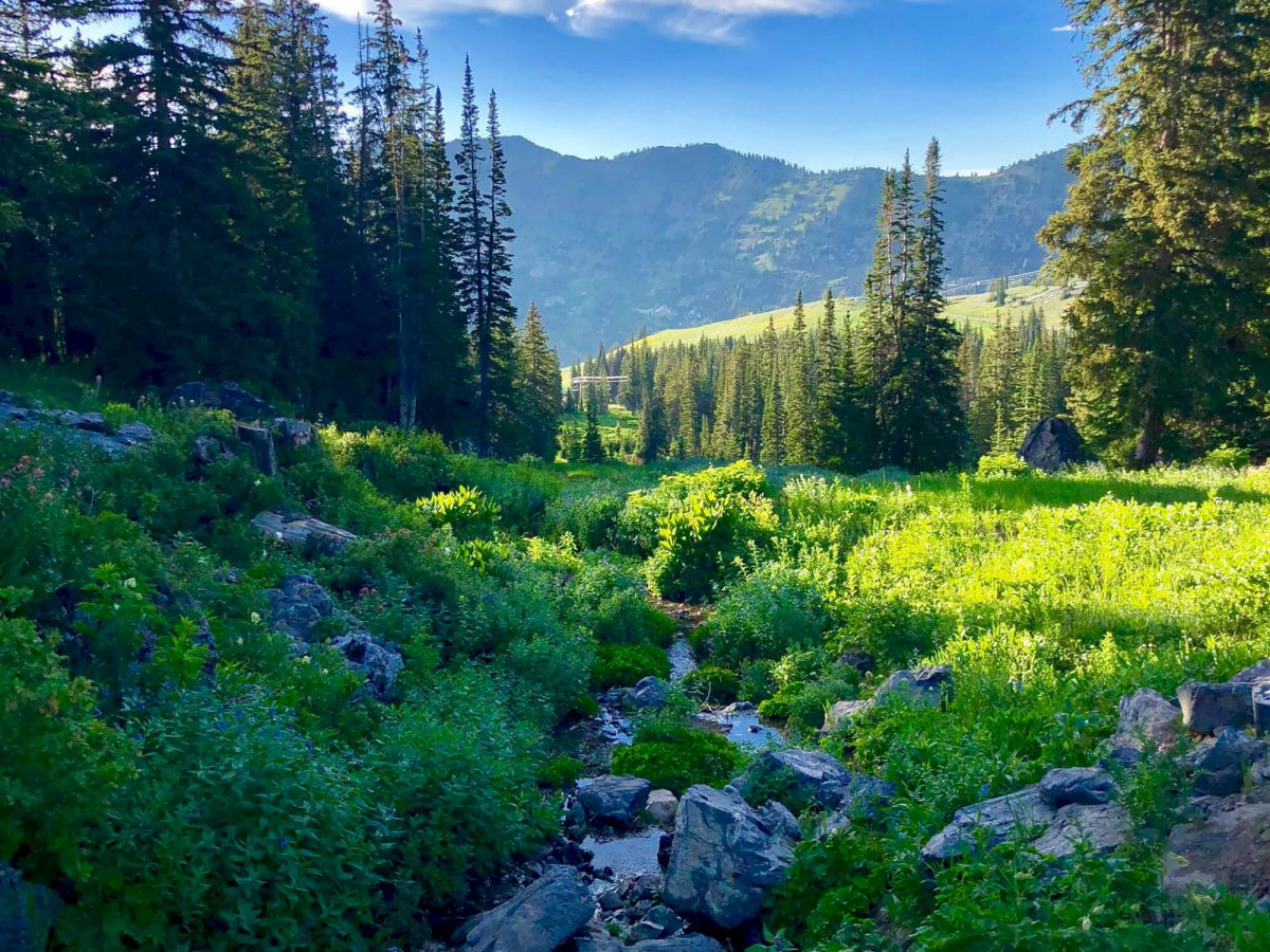 A lush mountain valley with evergreen trees, rocky stream, rolling green slopes, and a bright blue sky filled with soft clouds.