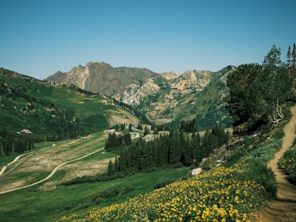A lush mountain valley with wild yellow flowers, winding dirt paths, conifer trees, and steep rocky peaks under a clear blue sky.